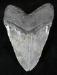 Massive Megalodon Tooth #20747-2